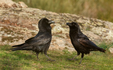 Black crows
