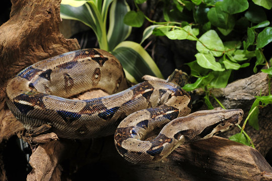 Abgottschlange (Boa constrictor imperator) - red-tailed boa
