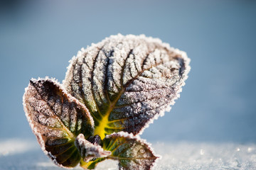 Gefrorenes Blatt