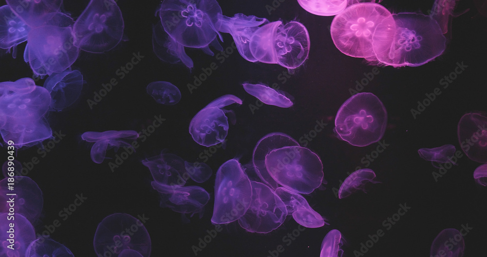 Wall mural Purple light Jellyfish