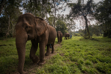 Fototapeta na wymiar Asian elephant walking in forest, Thailand.