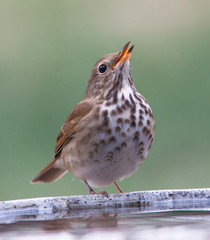 Wood Thrush