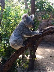 Funny little Koala in a tree at the zoo 