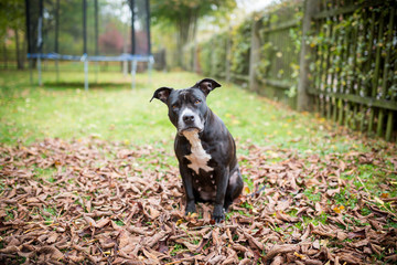 überzeugender Hundeblick
