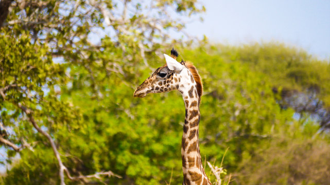 Giraffe in Tarangire National Park, Tanzania