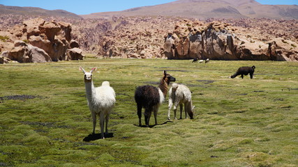Group Of Guanacos Lama