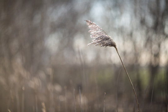 trockene Schilfbl&uuml;te an einem sonnigen Winternachmittag