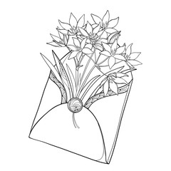 Vector bouquet with outline Ornithogalum or Star-of-Bethlehem flower in opened craft envelope in black isolated on white. Perennial bulbous plant in contour style for spring design or coloring book. 