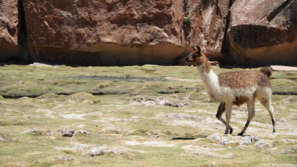 Llama Lama In The Nature