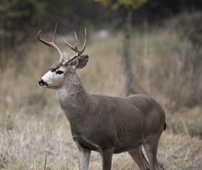 Naklejka na ściany i meble Black-tailed deer in the Oregon woods