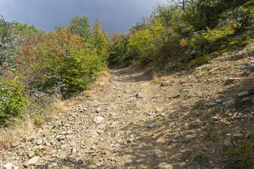 Steep descent on a dirt road in a mountain forest.
