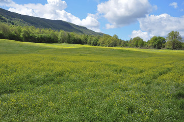 Fototapeta premium Prato primaverile con bosco e collina sullo sfondo. Pratoni del Vivaro, Castelli Romani, Lazio, Italia