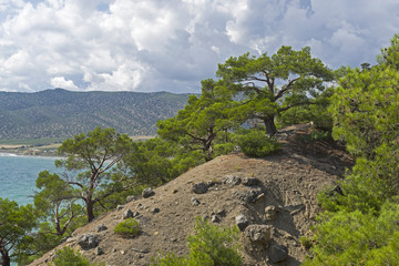 Fototapeta na wymiar Relict pines on a steep seashore.