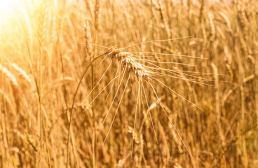 Wheat field. harvest time. morning. harvesting time