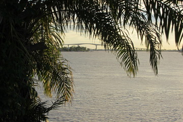 South America - Surinam jungle 