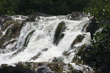 Obraz premium South America - Surinam jungle 