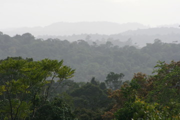 Obraz premium South America - Surinam jungle 