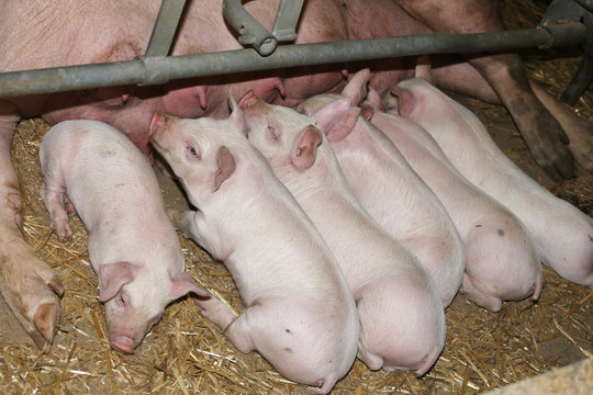  Newborn piglets suckling their mother at the pig factory