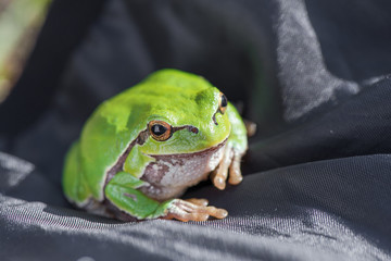 Macro shot of a European tree frog, sitting on jacket 