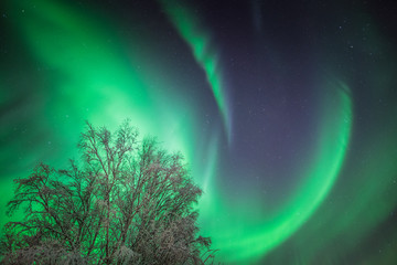 Dramatic green Aurora Borealis in Alaska night sky