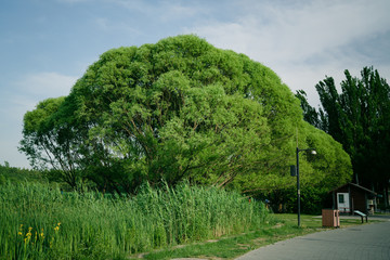 tree, landscape, grass, nature, sky, green, summer, meadow, forest, blue, park, field, trees, road, spring, countryside, rural, clouds, view, cloud, path, outdoors, environment, lawn, country