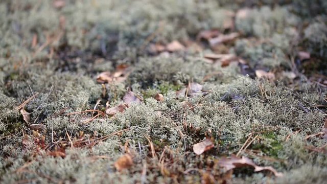 Panoramic refocusing shot of clumps of moss spread on the ground in the forest