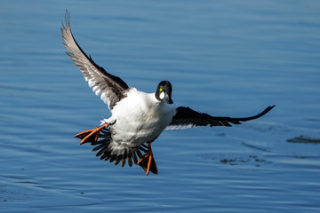 Common Goldeneye Drake