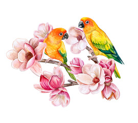 Sun Conure. Parrot Sun Parakeet isolated on white background. Birds sitting on a flowering branch.