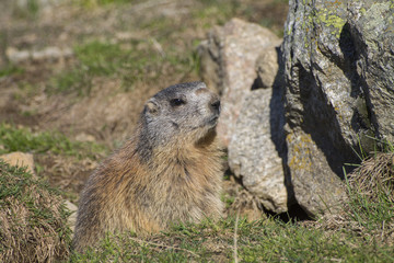 Marmot of the alps inside a hole