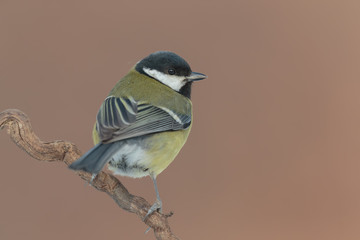 Obraz premium Tit201