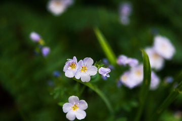 Purple Wildflowers