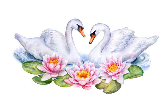 Lotus. Water lilies and white swans isolated on white background. Watercolor. Illustration. Handmade. Card. Invitation