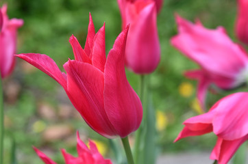 Naklejka premium Tulipe rose à fleur de lys