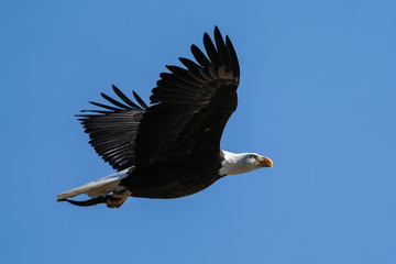 American Bald Eagle - Flight