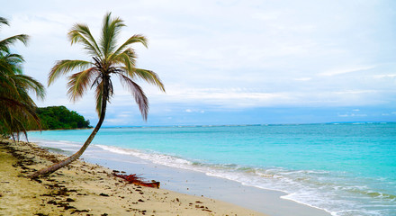 Fototapeta na wymiar Paradise Tropical Beach Palm The Caribbean Sea