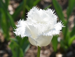 Tulipe dentelle blanche au jardin