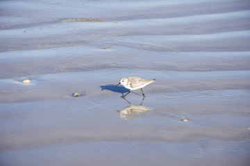 Shore Bird