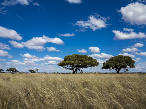 Pair of Trees on a Treeless Plain.  Nullarbor Plain AKA Nullarbor Desert, Western Australia, Australia