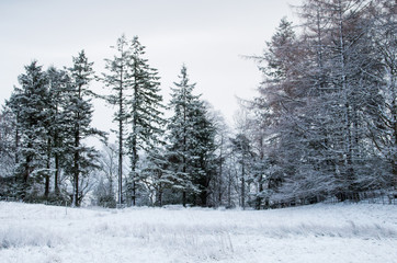Obraz premium Trees and field covered in snow