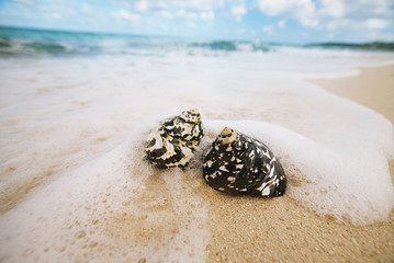 caribbean black shells on beach © Elena Moiseeva