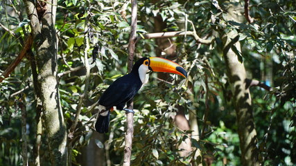 Exotic Toucan Bird In Natural Setting
