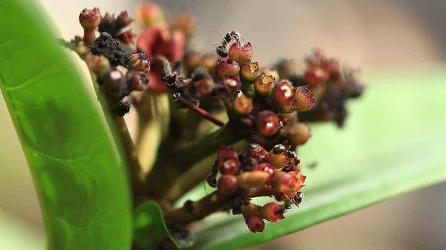 ant moving on flower