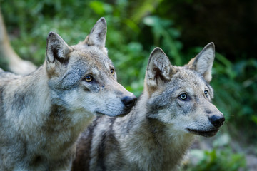 Fototapeta premium Grey Wolf