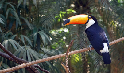 Fototapeta premium Exotic Toucan Bird In Nature