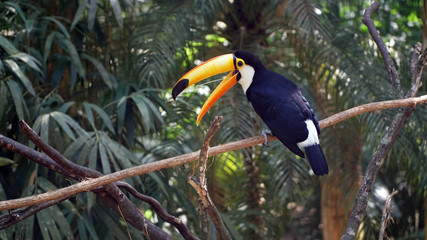 Beautiful Tucan Sitting On A Branch