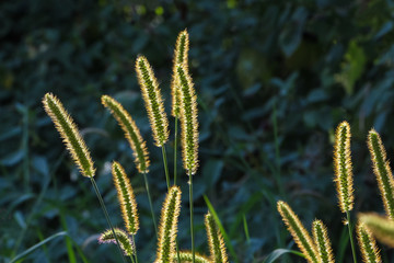 Lampenputzergras im Gegenlicht, Pennisetum alopecuroides