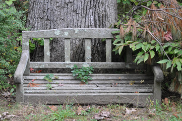 Old Overgrown Wood Bench in a Cemetery