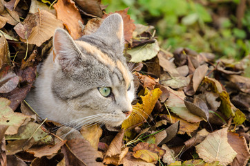 cat at a pile of leaves