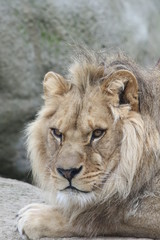 Portrait de lion - 186900642