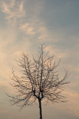 Obraz na płótnie Canvas Bare tree without leaves, isolated over beautiful dusk sky, vertical caption